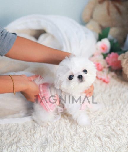 Maltese puppy for sale, dog for sale at Tagnimal