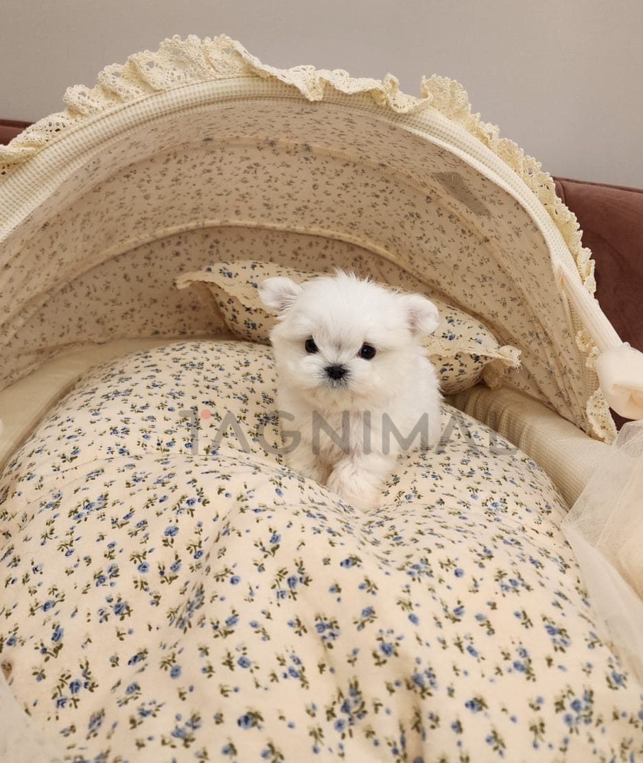 Pomeranian puppy for sale, dog for sale at Tagnimal 