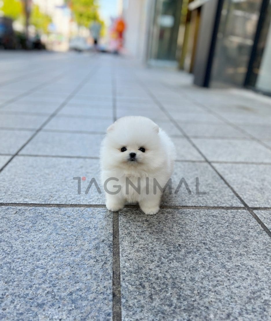 Pomeranian puppy for sale, dog for sale at Tagnimal 