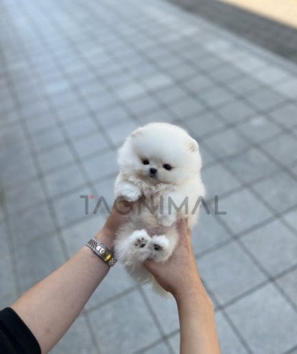 Pomeranian puppy for sale, dog for sale at Tagnimal 