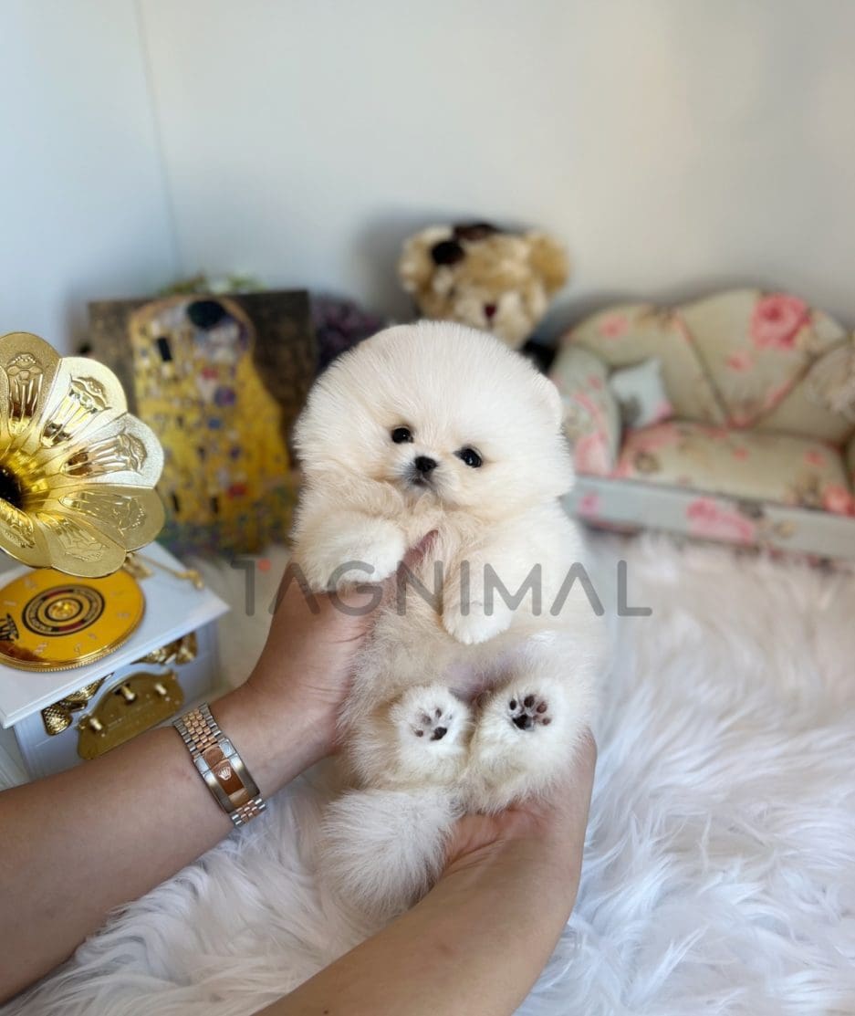 Pomeranian puppy for sale, dog for sale at Tagnimal 