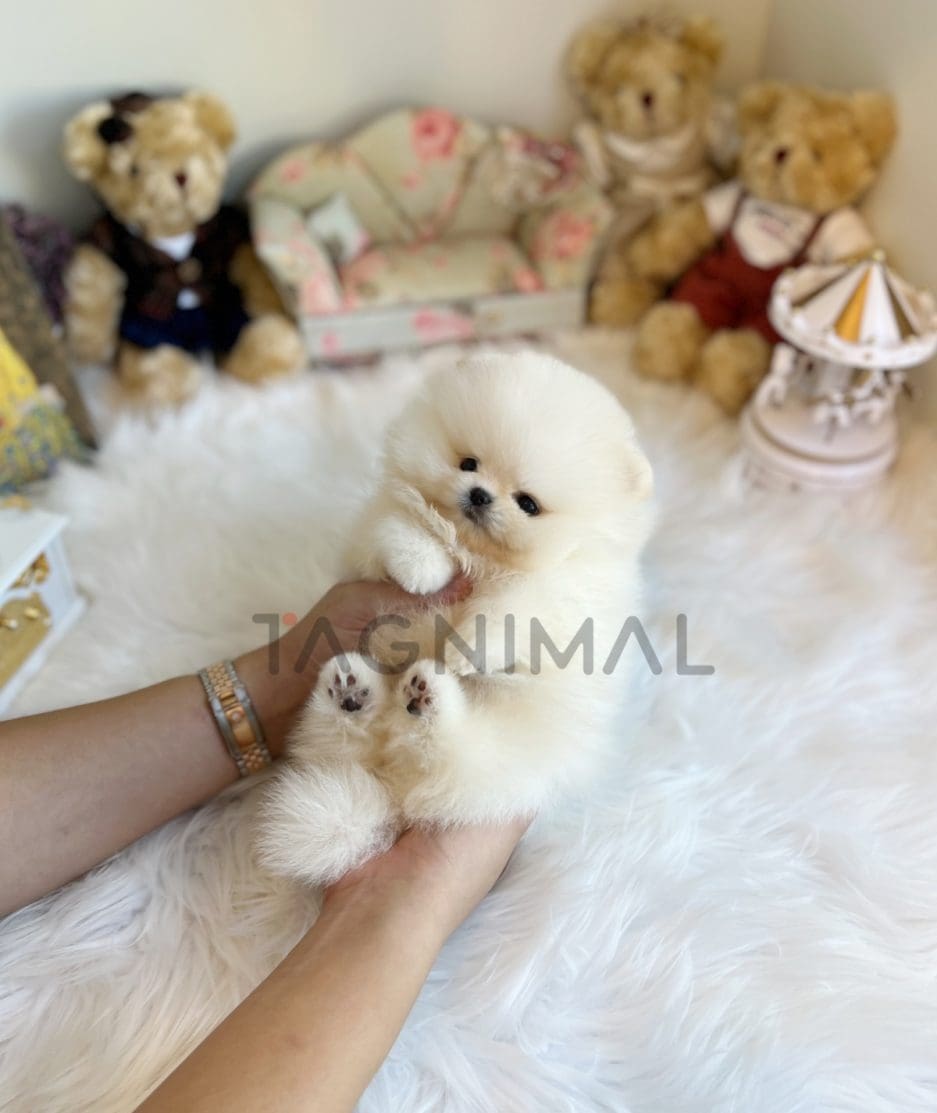 Pomeranian puppy for sale, dog for sale at Tagnimal 