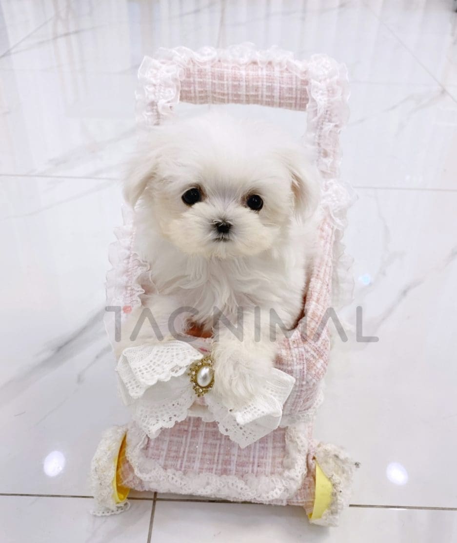 Maltese puppy for sale, dog for sale at Tagnimal 