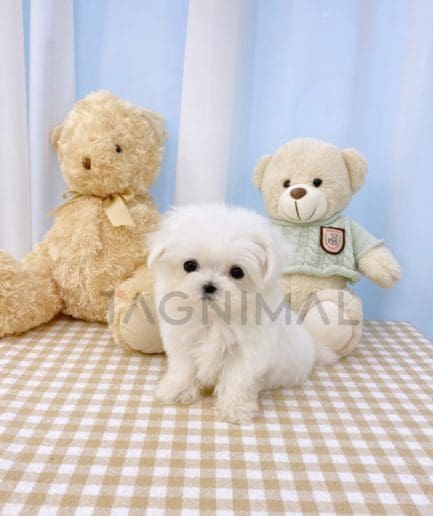 Maltese puppy for sale, dog for sale at Tagnimal 