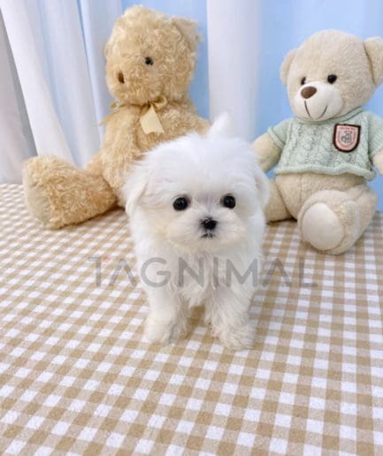 Maltese puppy for sale, dog for sale at Tagnimal 