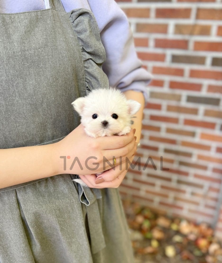 Maltese puppy for sale, dog for sale at Tagnimal 