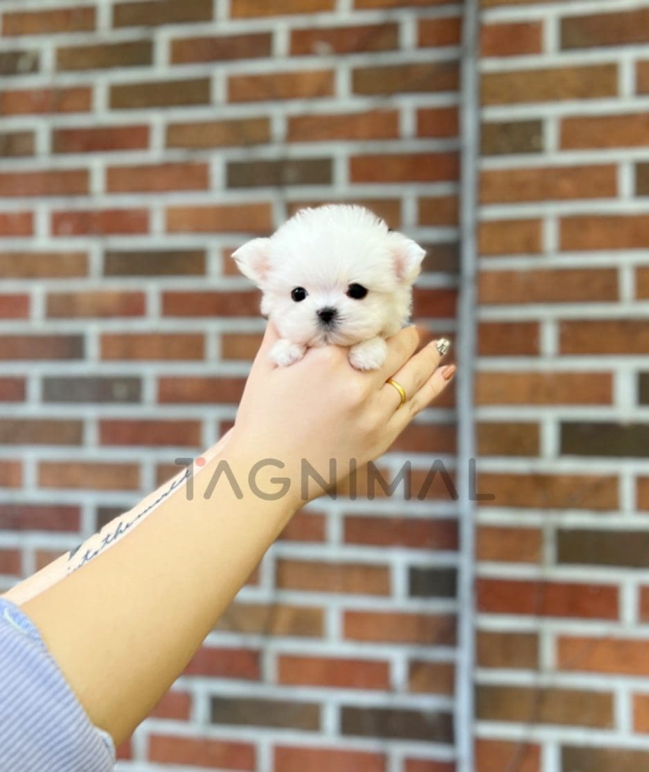 Maltese puppy for sale, dog for sale at Tagnimal 