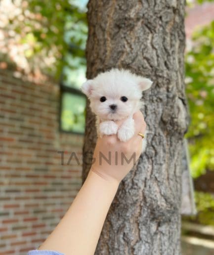 Maltese puppy for sale, dog for sale at Tagnimal 