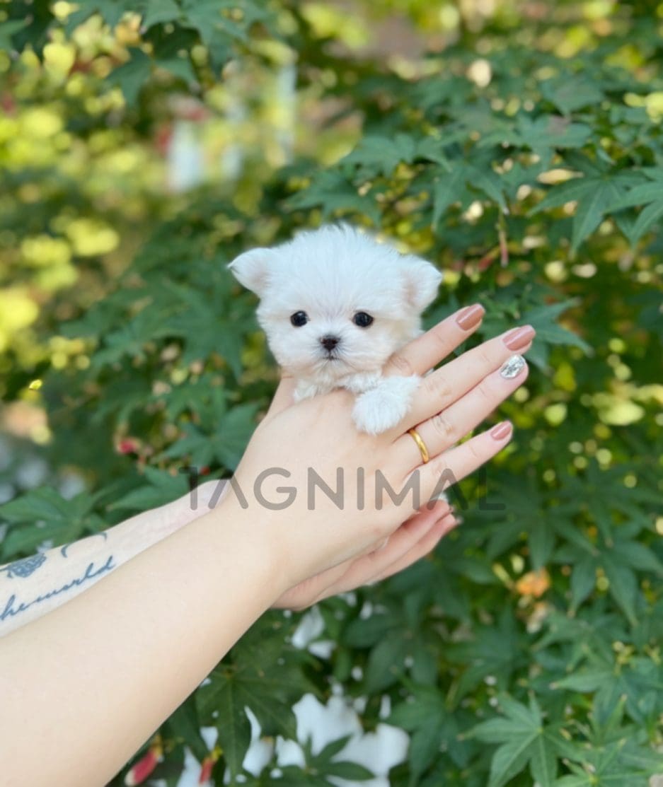 Maltese puppy for sale, dog for sale at Tagnimal 