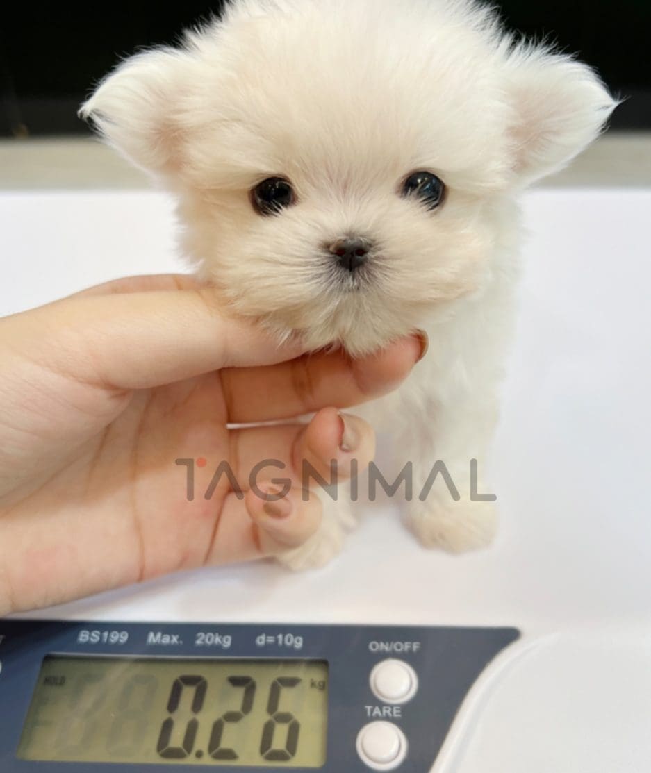 Maltese puppy for sale, dog for sale at Tagnimal 