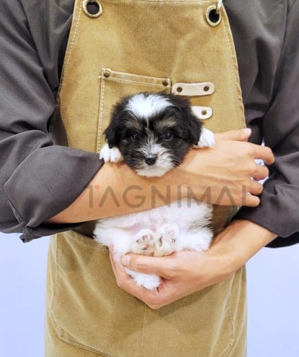 Coton de Tulear puppy for sale, dog for sale at Tagnimal 