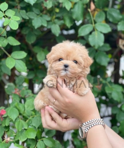 Maltipoo puppy for sale, dog for sale at Tagnimal