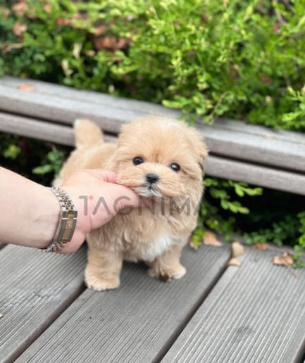 Maltipoo puppy for sale, dog for sale at Tagnimal