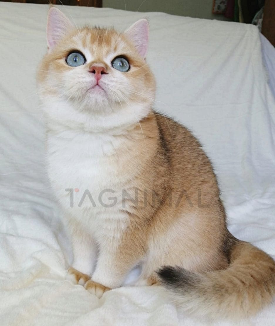 British Shorthair kitten for sale, cat for sale at Tagnimal