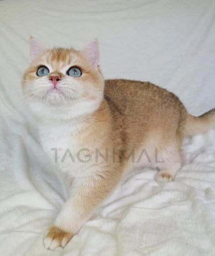 British Shorthair kitten for sale, cat for sale at Tagnimal