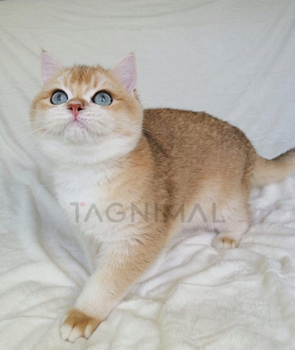 British Shorthair kitten for sale, cat for sale at Tagnimal