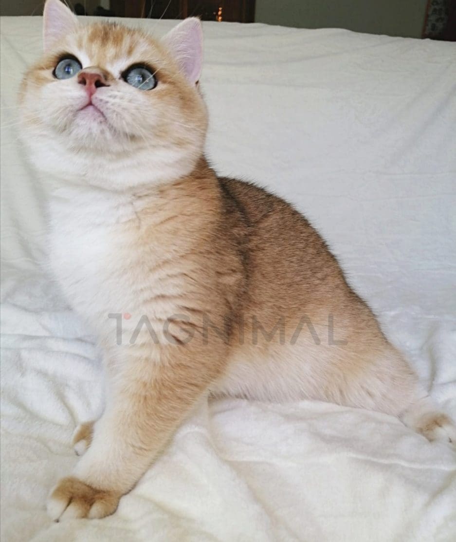 British Shorthair kitten for sale, cat for sale at Tagnimal