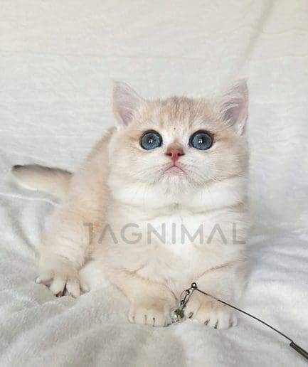 British Shorthair kitten for sale, cat for sale at Tagnimal