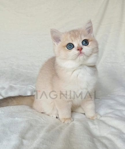 British Shorthair kitten for sale, cat for sale at Tagnimal