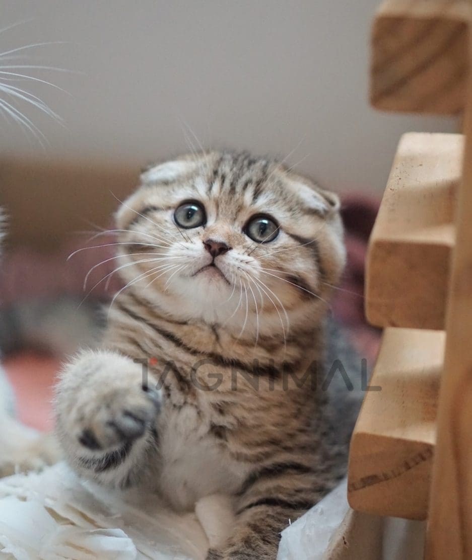 Scottish Fold kitten for sale, cat for sale at Tagnimal