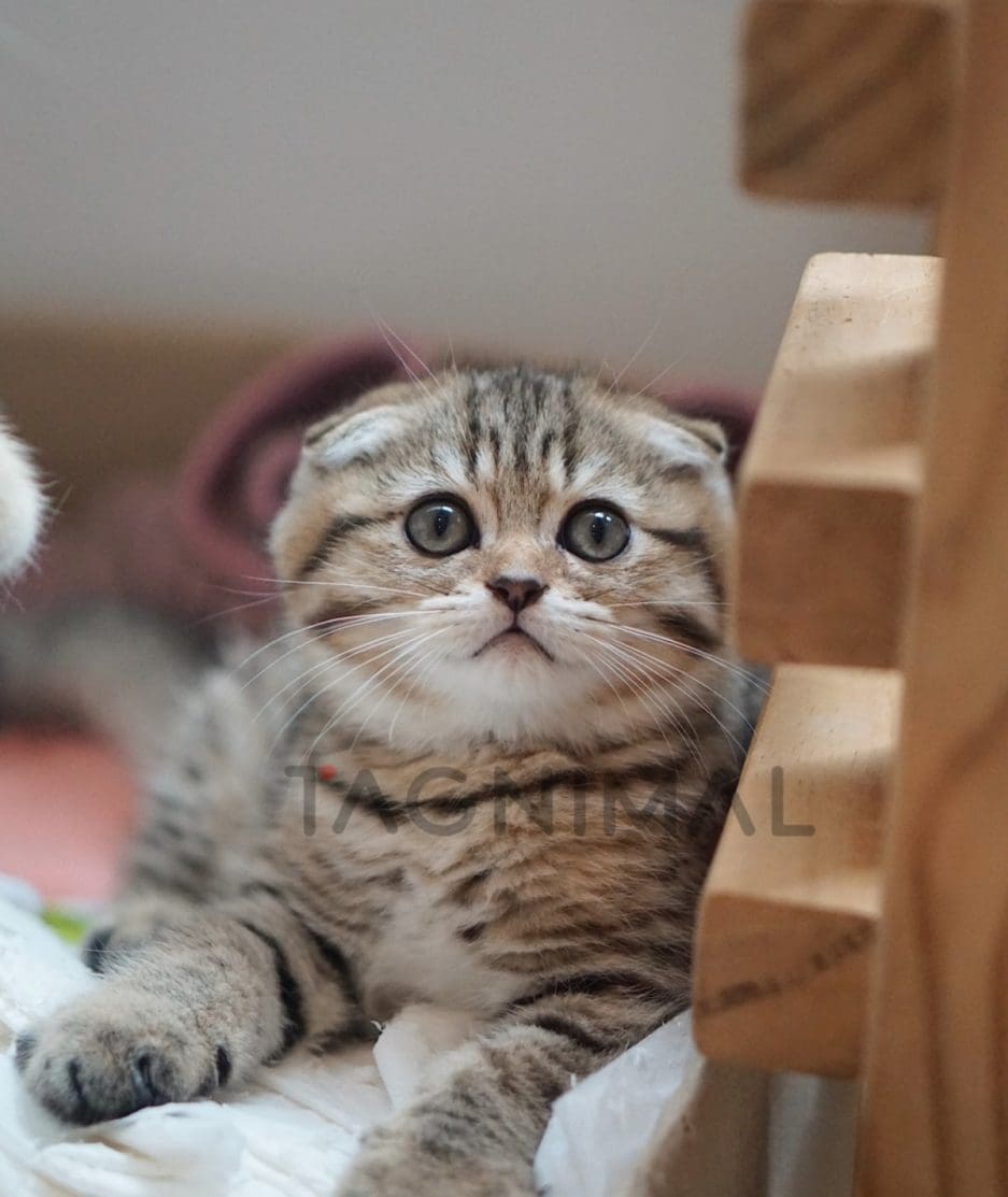 Scottish Fold kitten for sale, cat for sale at Tagnimal