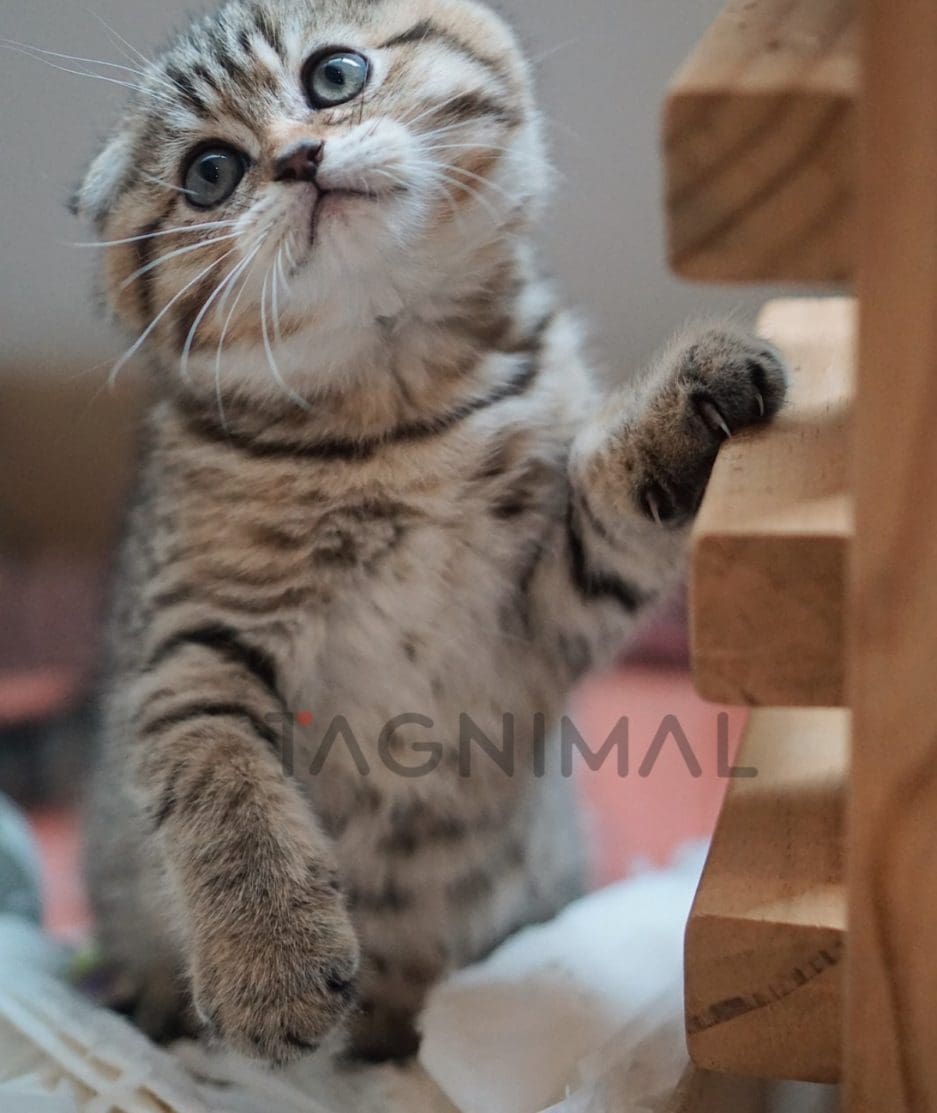 Scottish Fold kitten for sale, cat for sale at Tagnimal