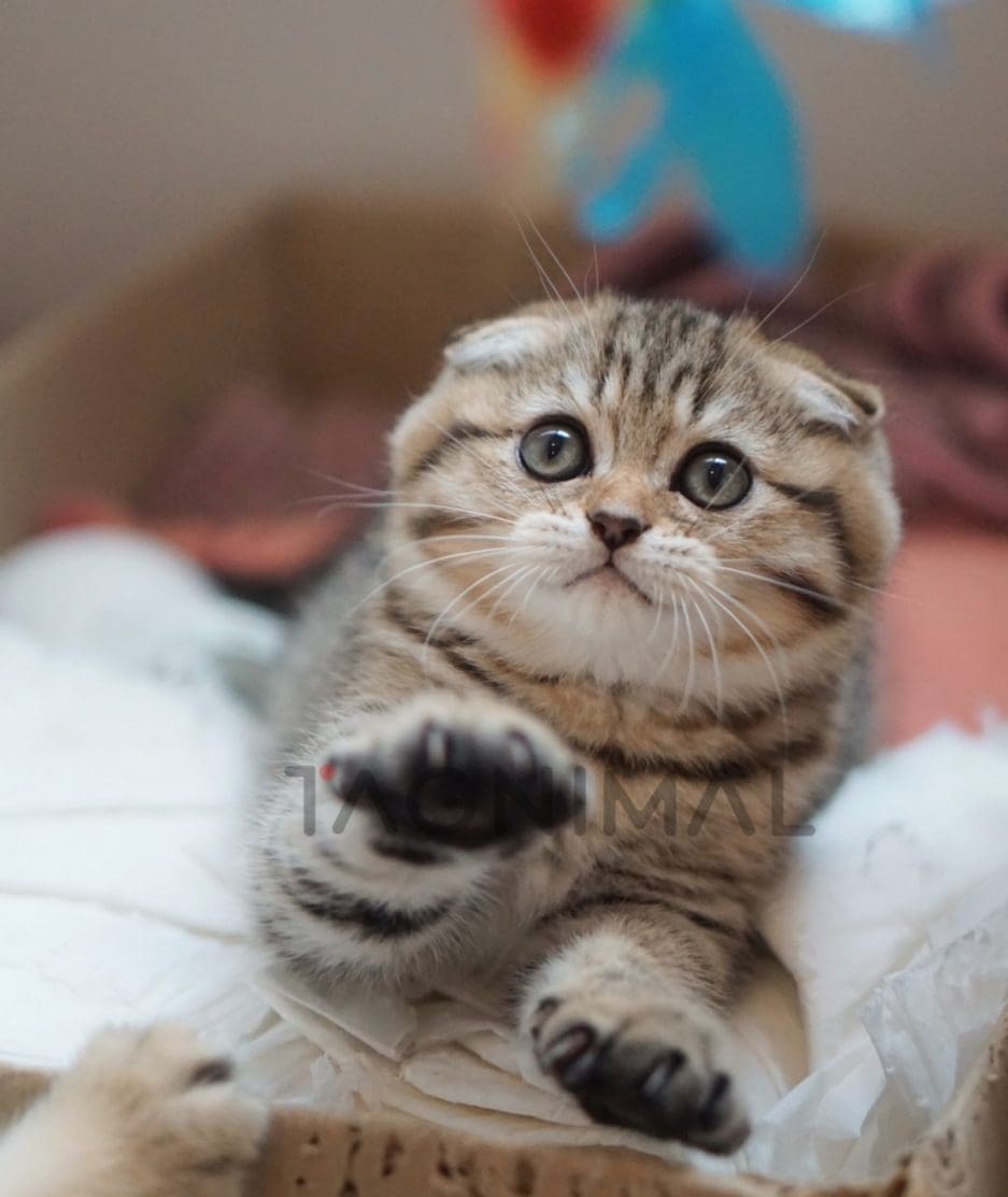 Scottish Fold kitten for sale, cat for sale at Tagnimal