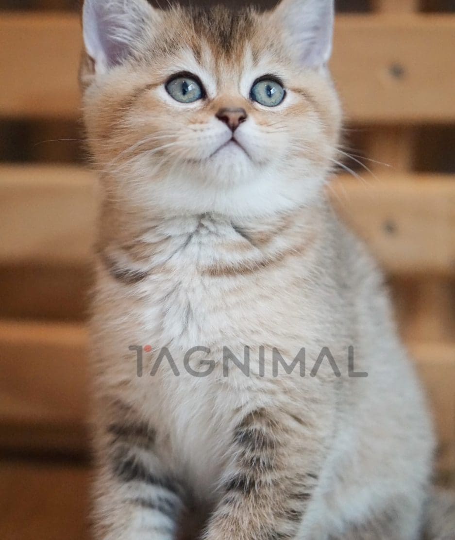 Scottish straight kitten for sale, cat for sale at Tagnimal
