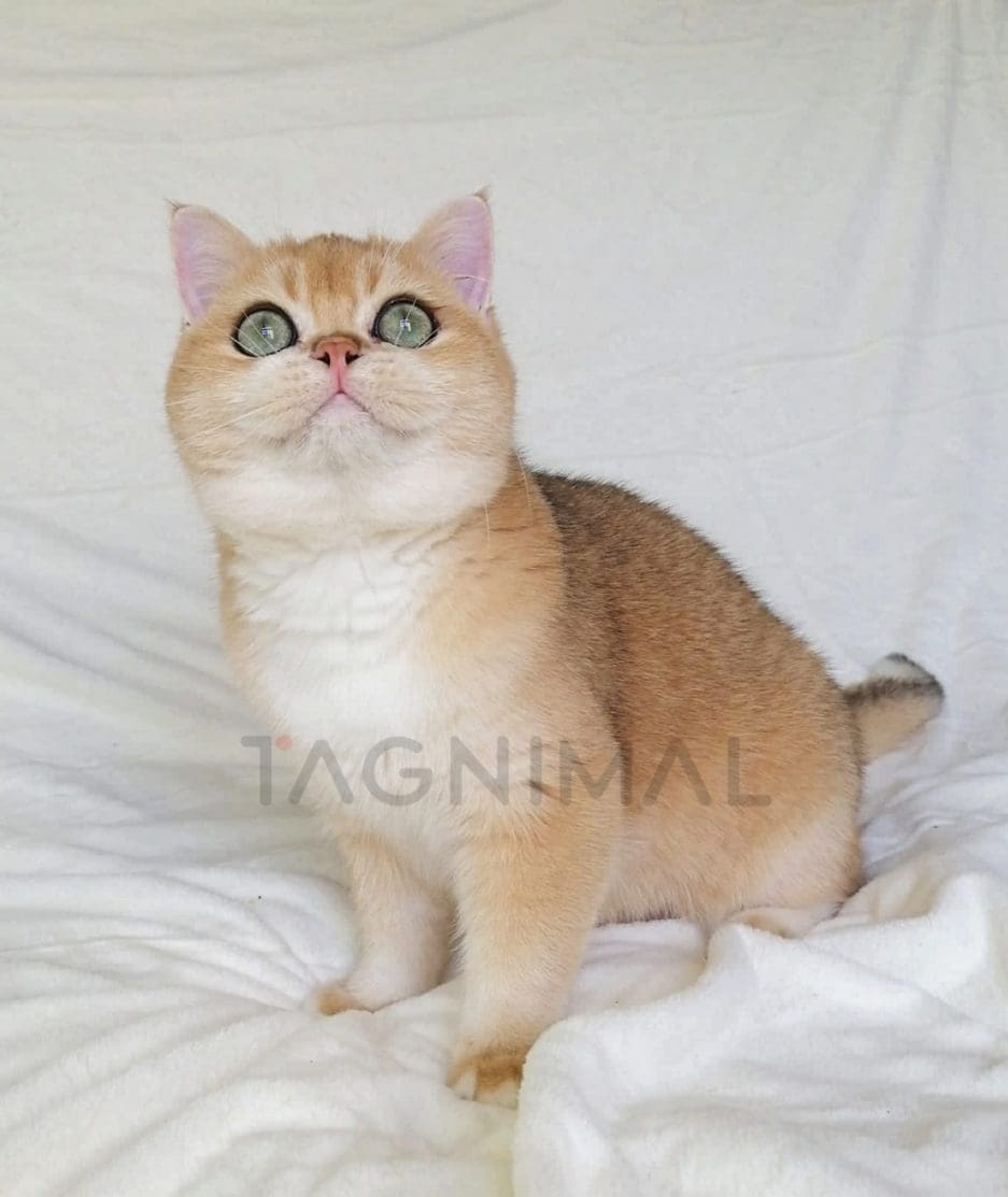 British Shorthair kitten for sale, cat for sale at Tagnimal