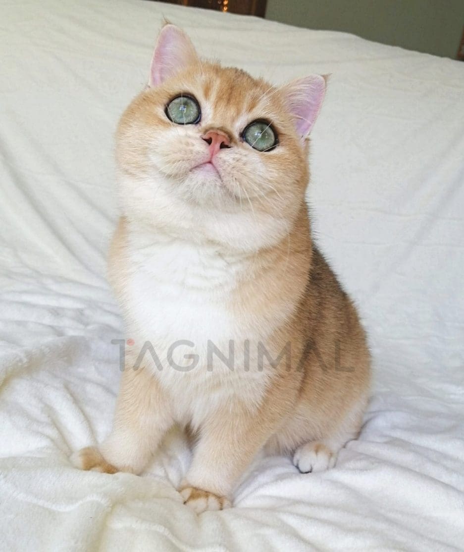 British Shorthair kitten for sale, cat for sale at Tagnimal