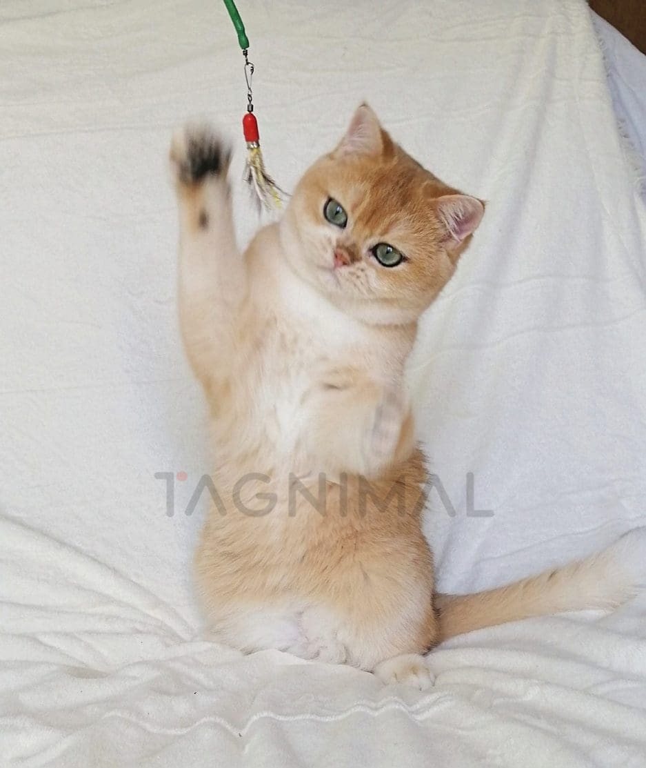 British Shorthair kitten for sale, cat for sale at Tagnimal