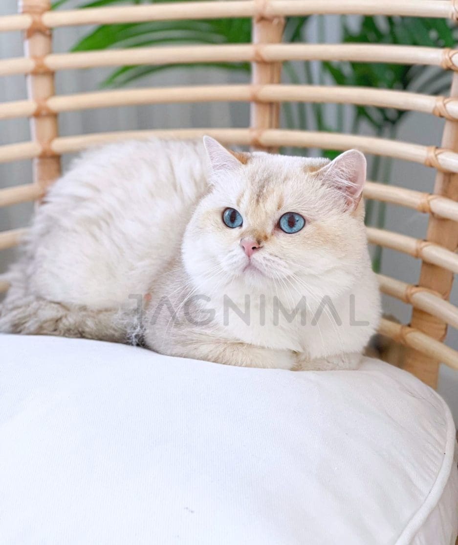 British Shorthair kitten for sale, cat for sale at Tagnimal