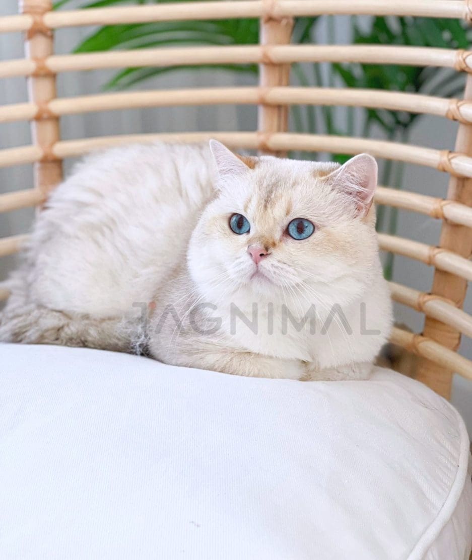 British Shorthair kitten for sale, cat for sale at Tagnimal