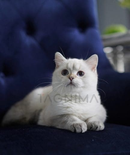 British Shorthair kitten for sale, cat for sale at Tagnimal