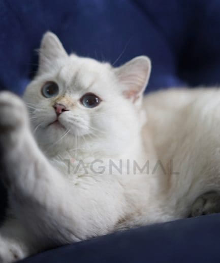 British Shorthair kitten for sale, cat for sale at Tagnimal