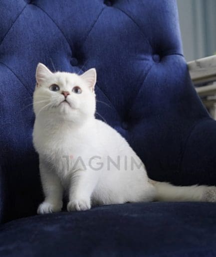 British Shorthair kitten for sale, cat for sale at Tagnimal