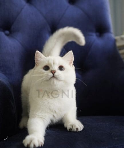 British Shorthair kitten for sale, cat for sale at Tagnimal