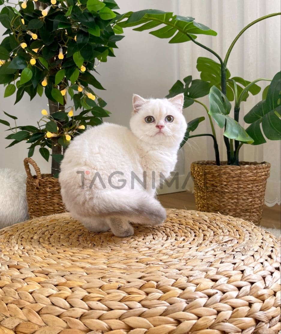 British Shorthair kitten for sale, cat for sale at Tagnimal