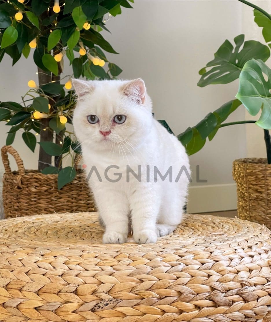 British Shorthair kitten for sale, cat for sale at Tagnimal