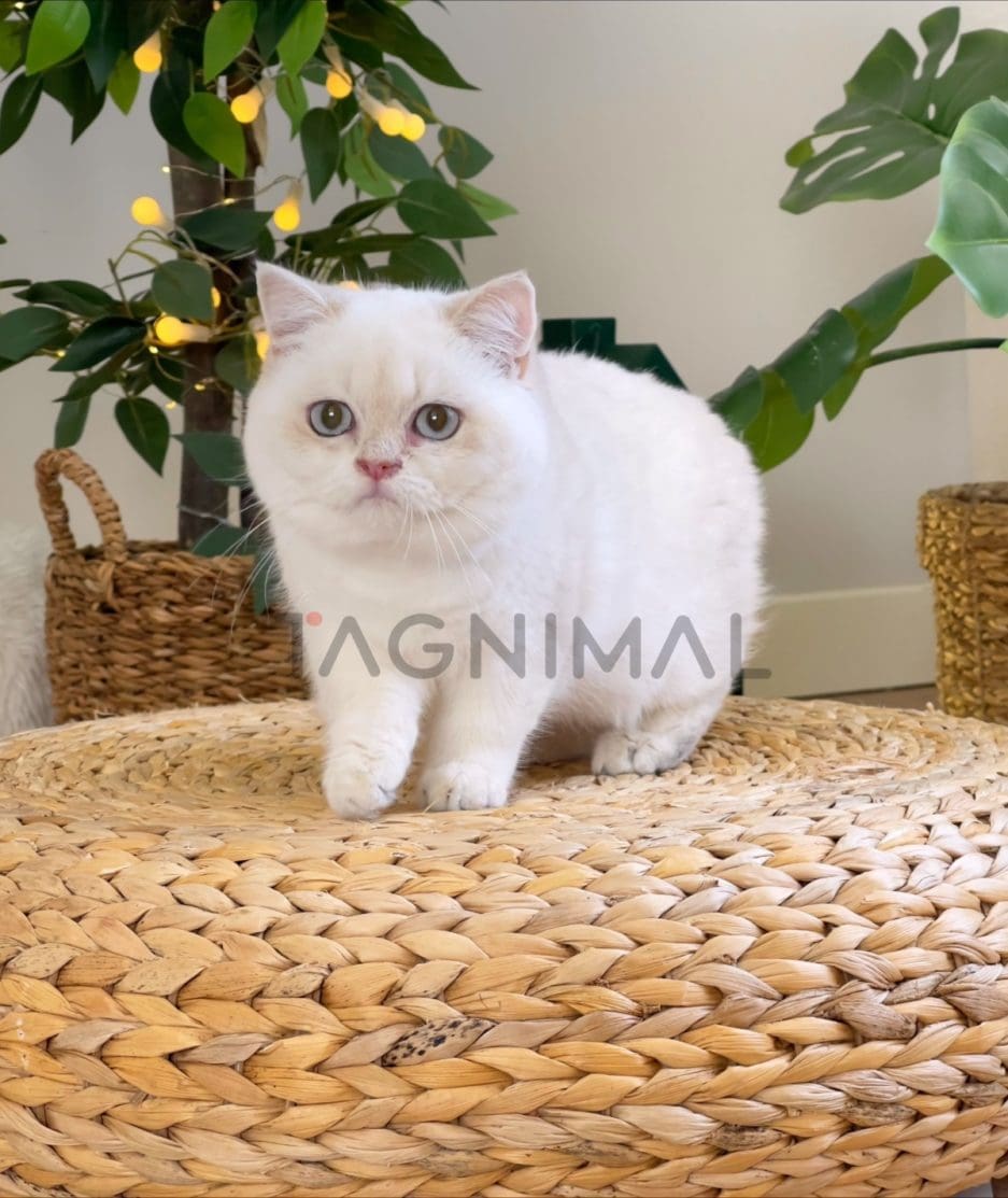 British Shorthair kitten for sale, cat for sale at Tagnimal