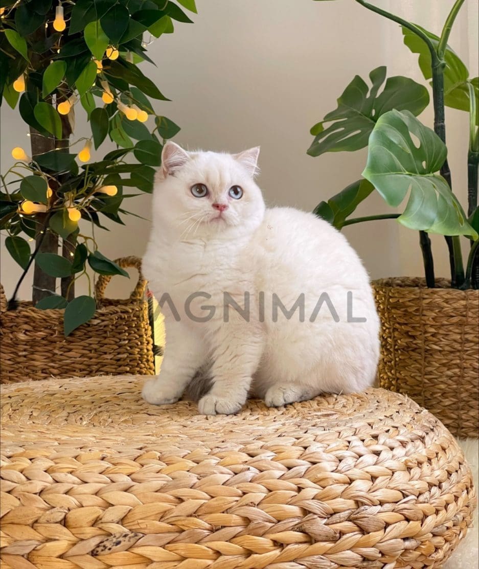 British Shorthair kitten for sale, cat for sale at Tagnimal