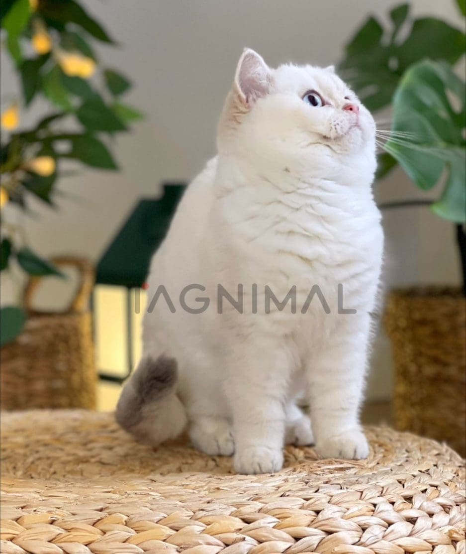 British Shorthair kitten for sale, cat for sale at Tagnimal