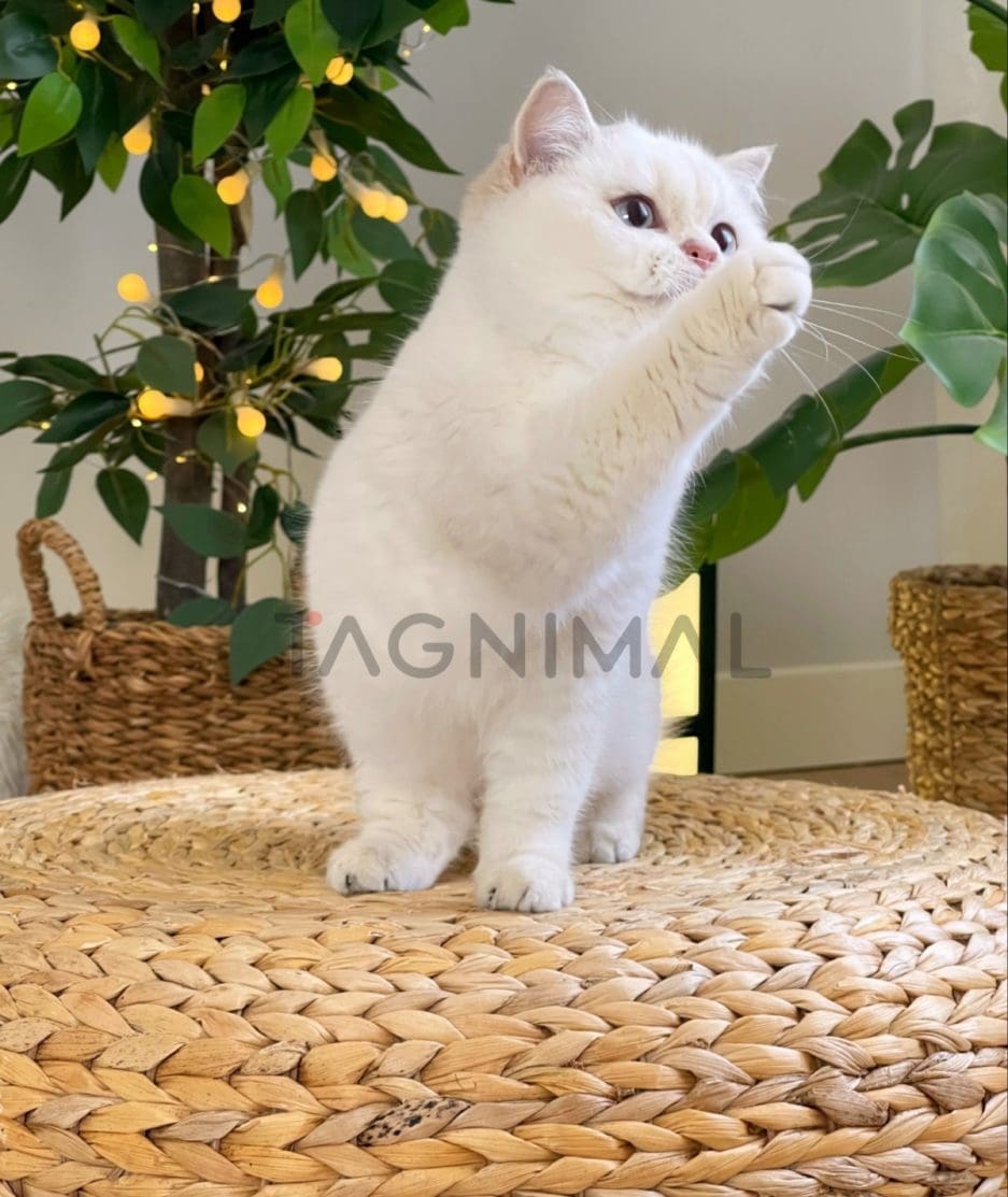 British Shorthair kitten for sale, cat for sale at Tagnimal