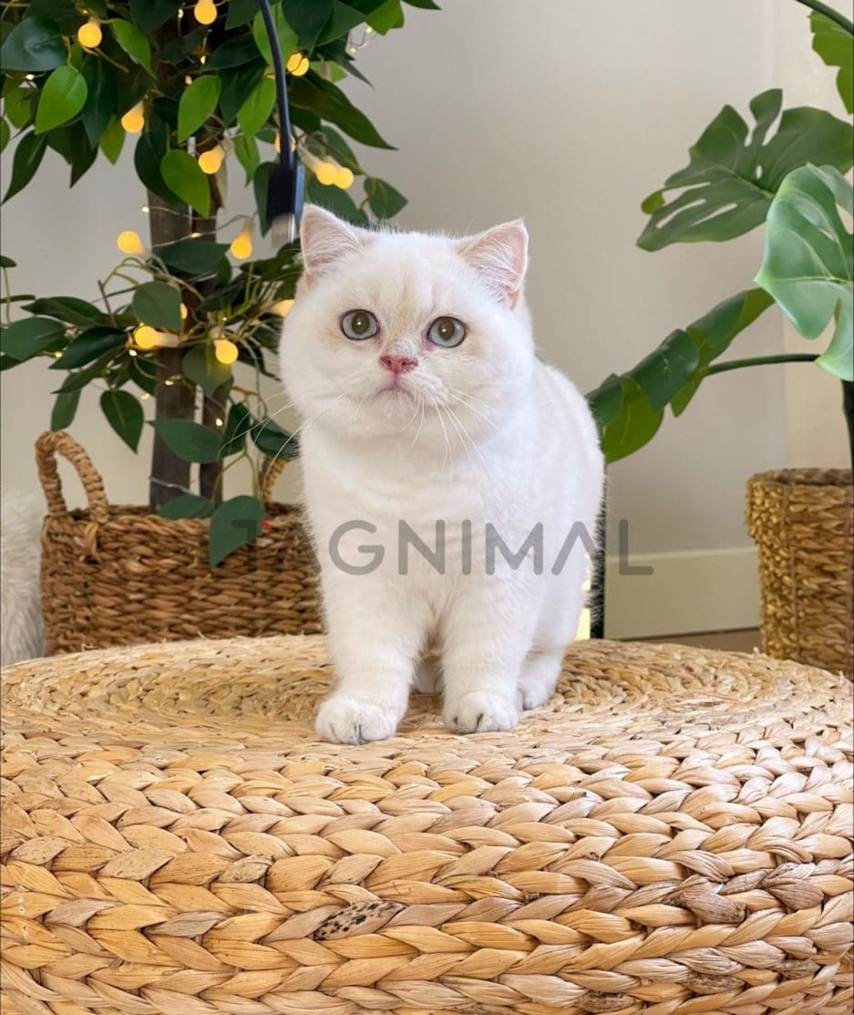 British Shorthair kitten for sale, cat for sale at Tagnimal