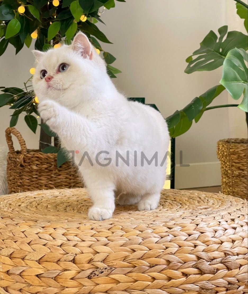 British Shorthair kitten for sale, cat for sale at Tagnimal