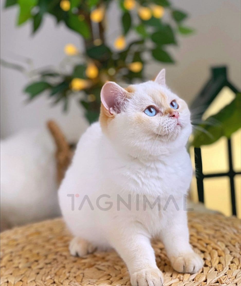 British Shorthair kitten for sale, cat for sale at Tagnimal