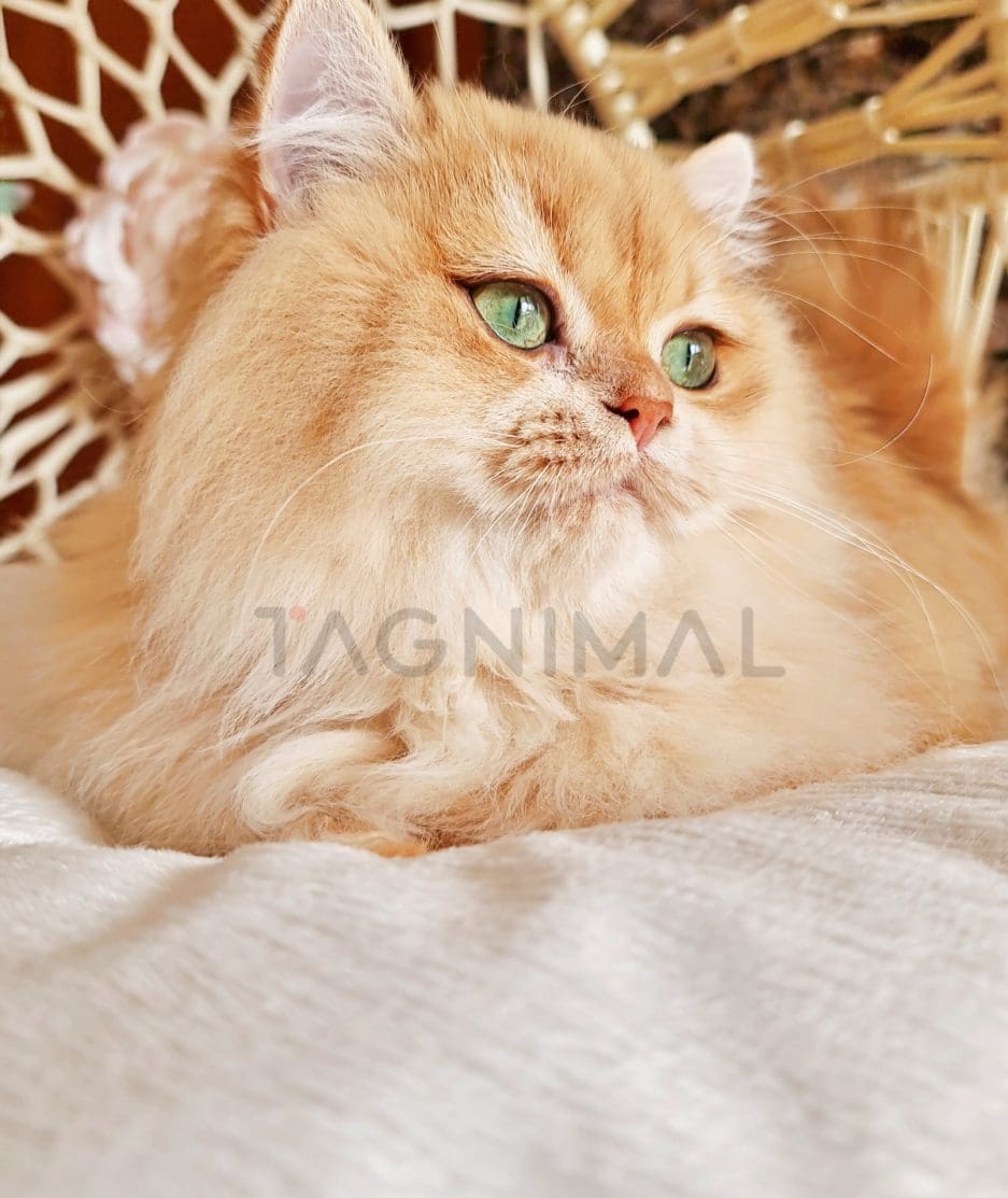 British longhair kitten for sale, cat for sale at Tagnimal