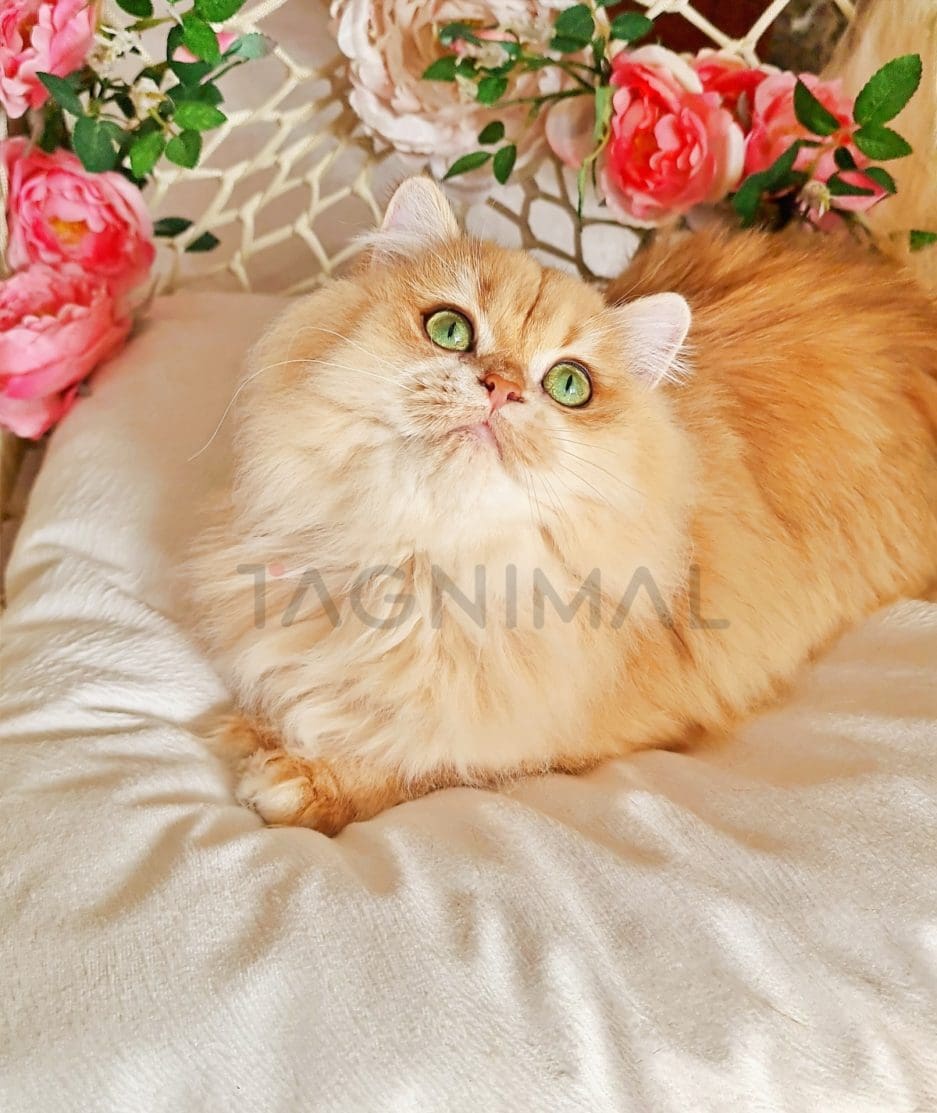 British longhair kitten for sale, cat for sale at Tagnimal