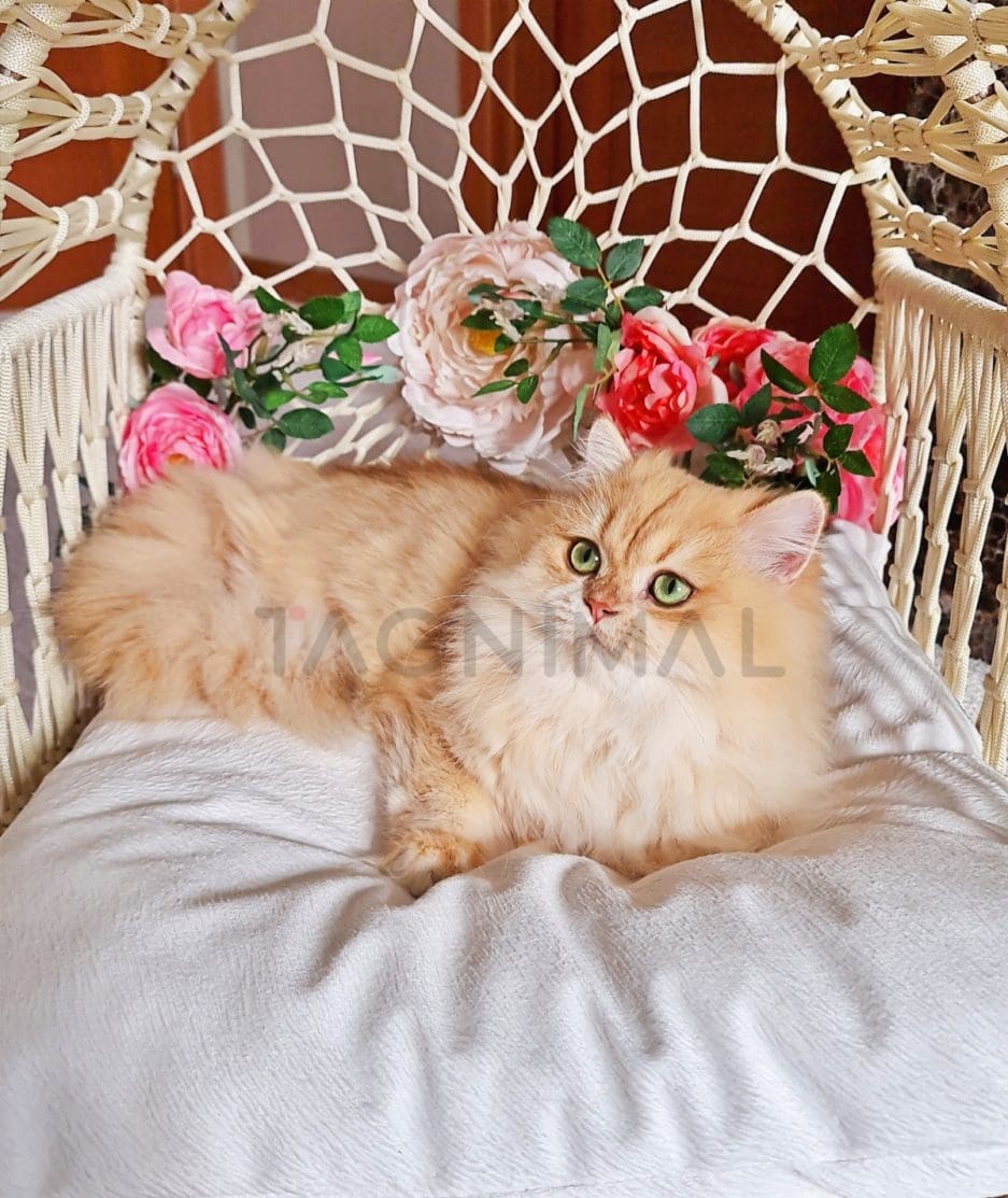 British longhair kitten for sale, cat for sale at Tagnimal