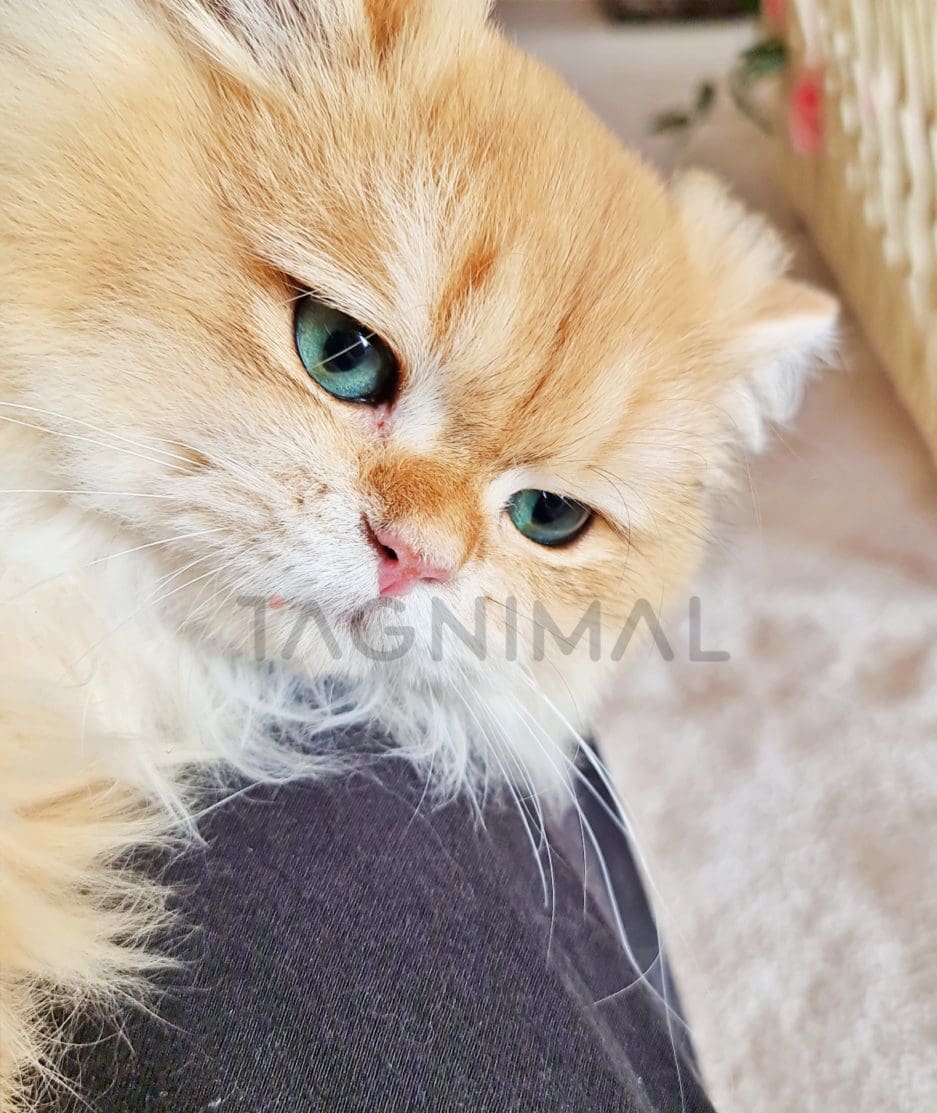 British longhair kitten for sale, cat for sale at Tagnimal